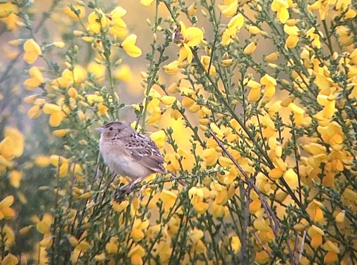 Grasshopper Sparrow - ML340281411