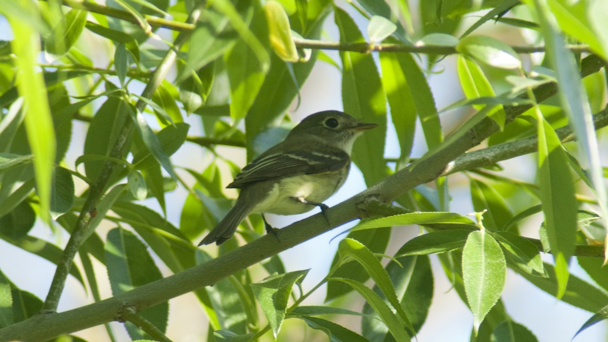 Least Flycatcher - ML340281771