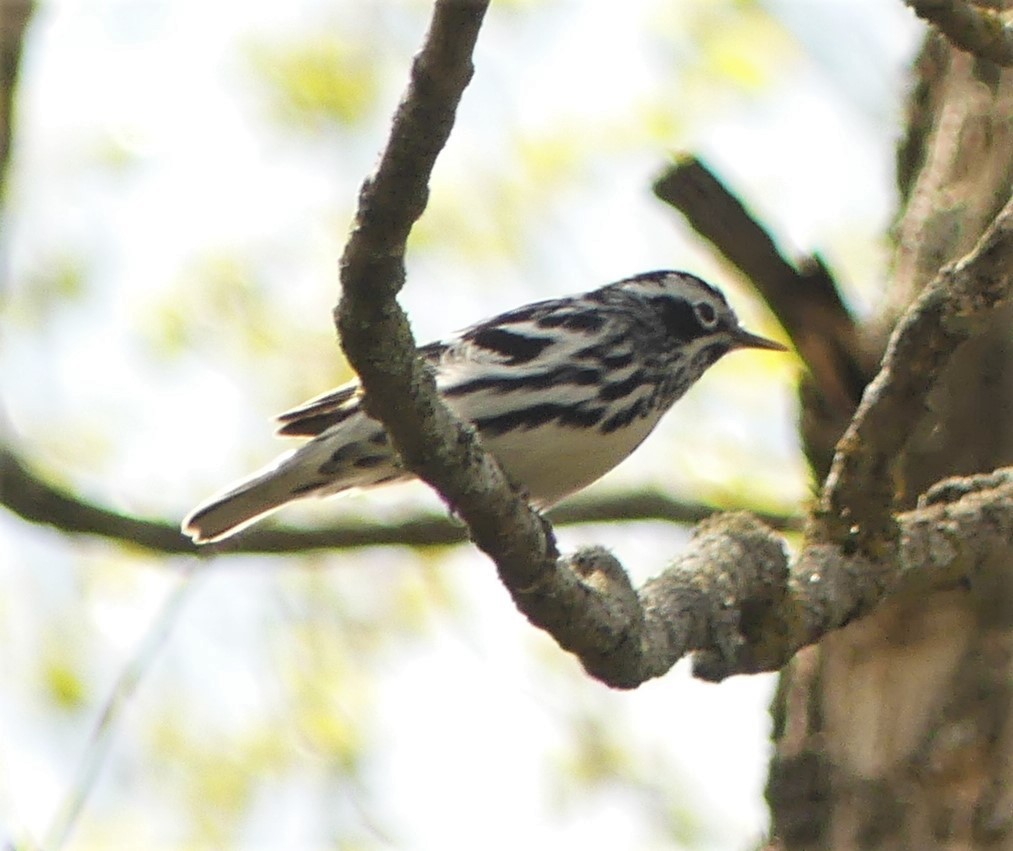 Black-and-white Warbler - ML340282531
