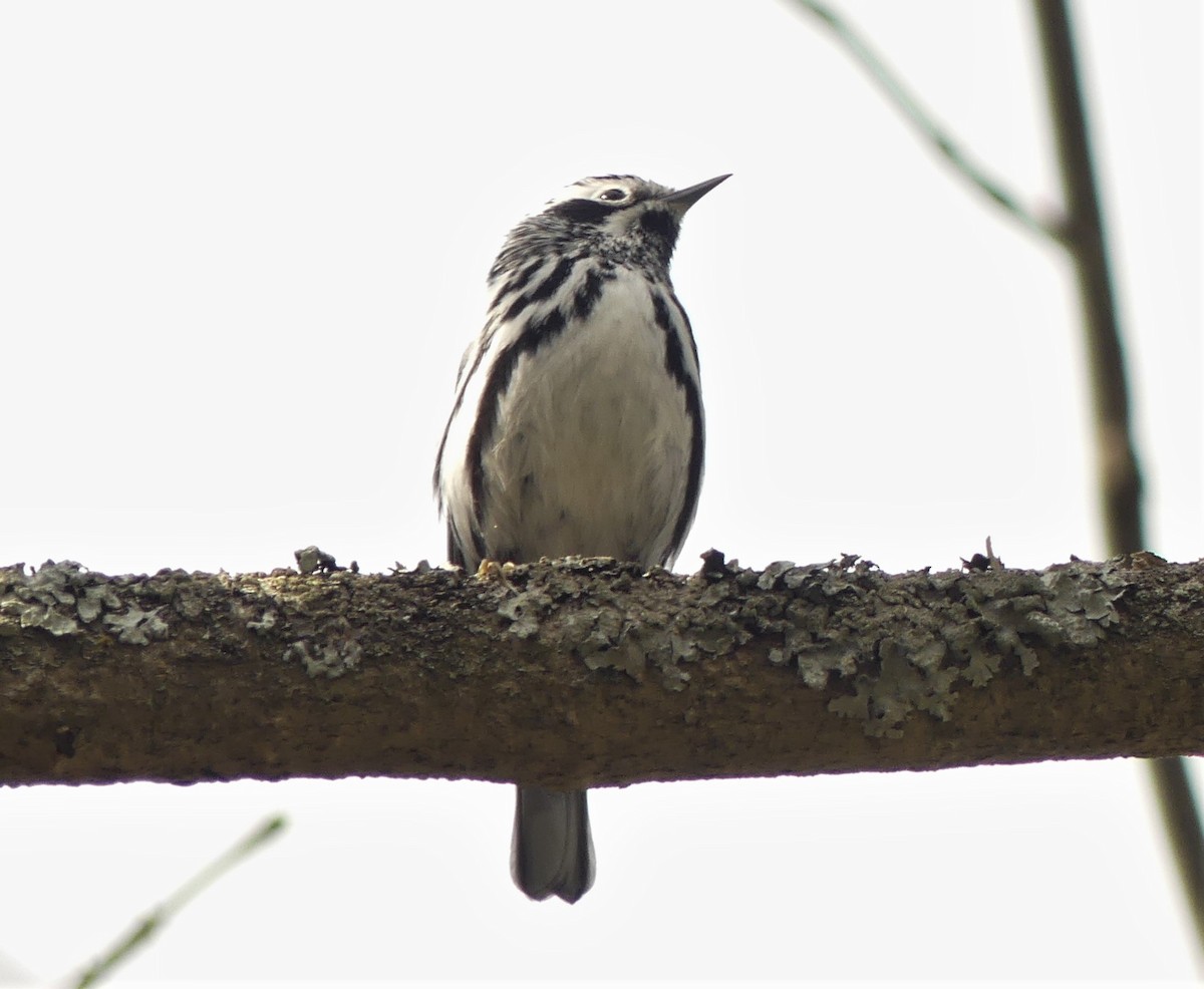 Black-and-white Warbler - ML340282541