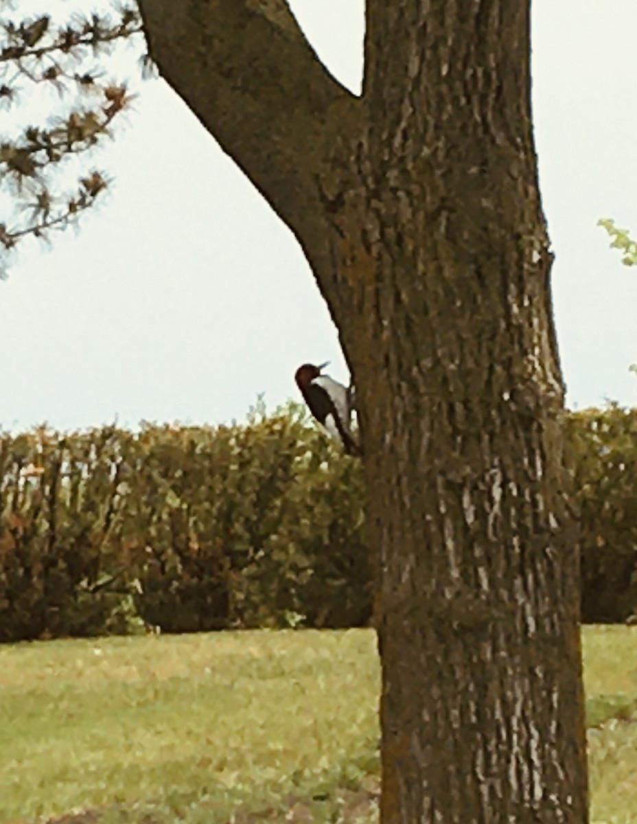 Red-headed Woodpecker - ML340283811