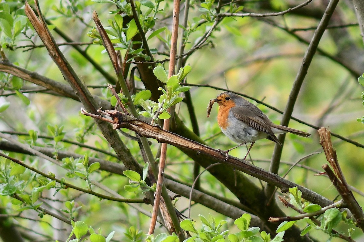 European Robin - ML340284161