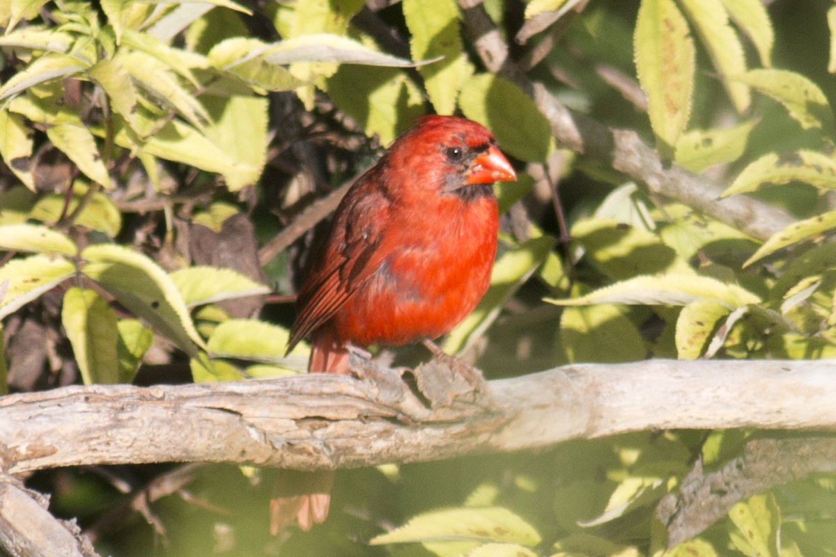 Cardinal rouge - ML34028441