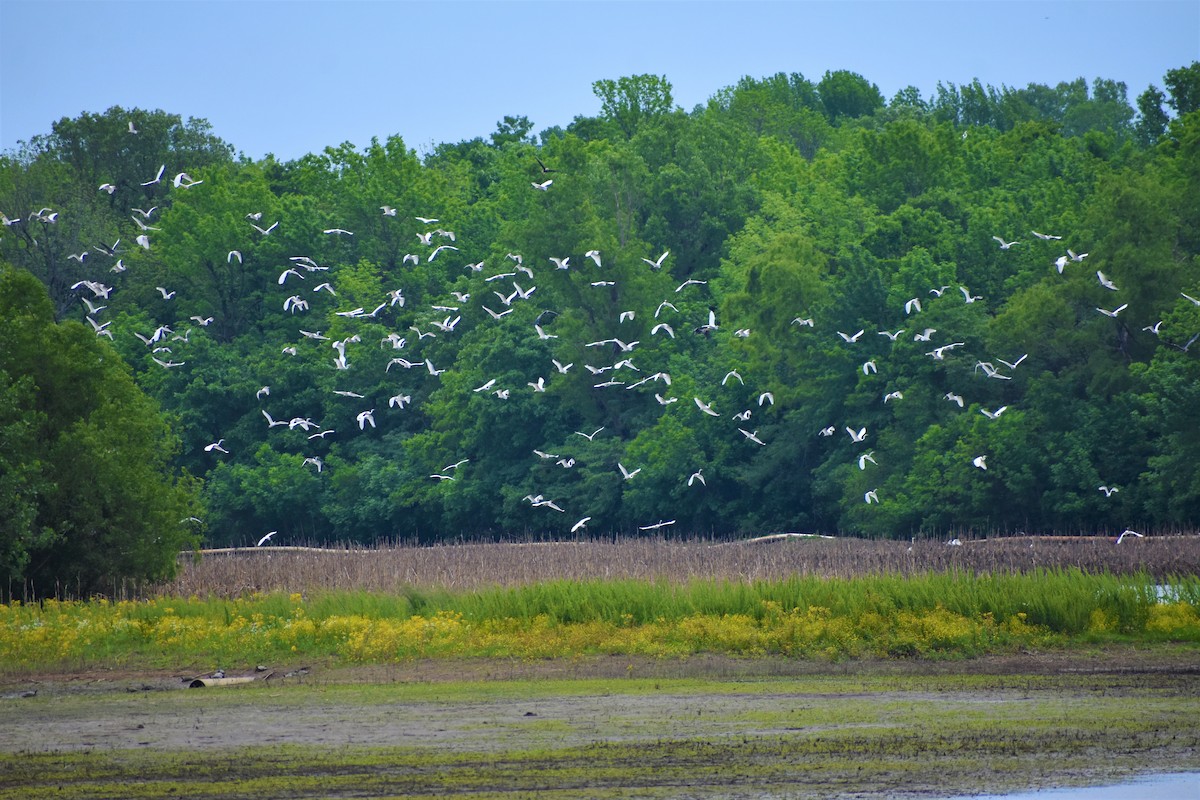 Great Egret - Mark Greene