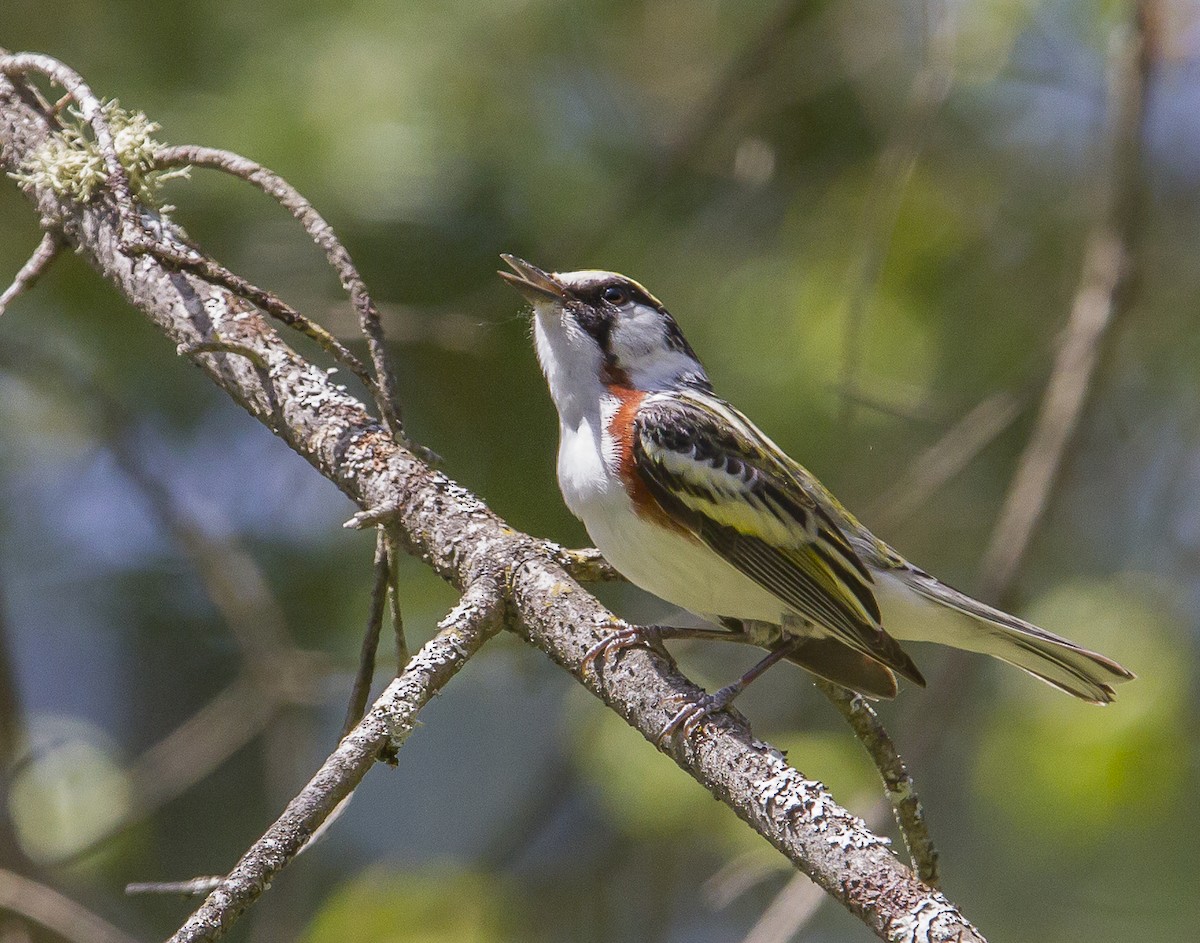 Chestnut-sided Warbler - Daniel Murphy