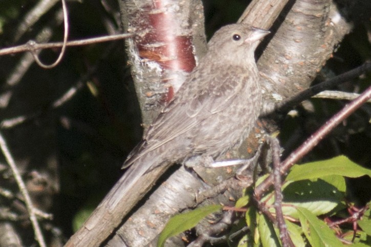 Brown-headed Cowbird - ML34028621