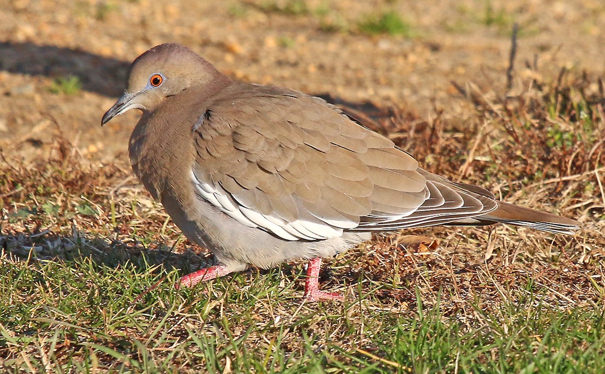 White-winged Dove - Corey Finger