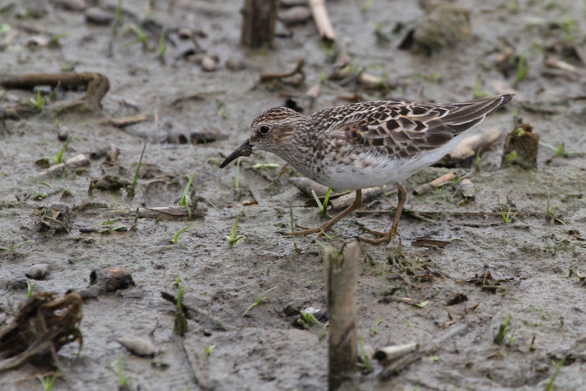 Least Sandpiper - ML340287341