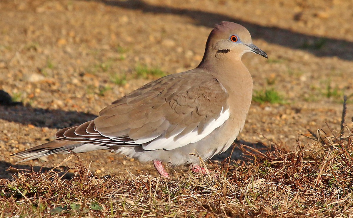 White-winged Dove - ML34028741