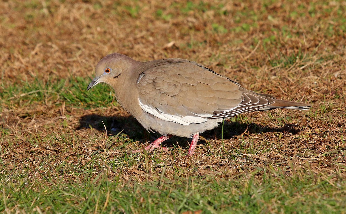 White-winged Dove - ML34028751