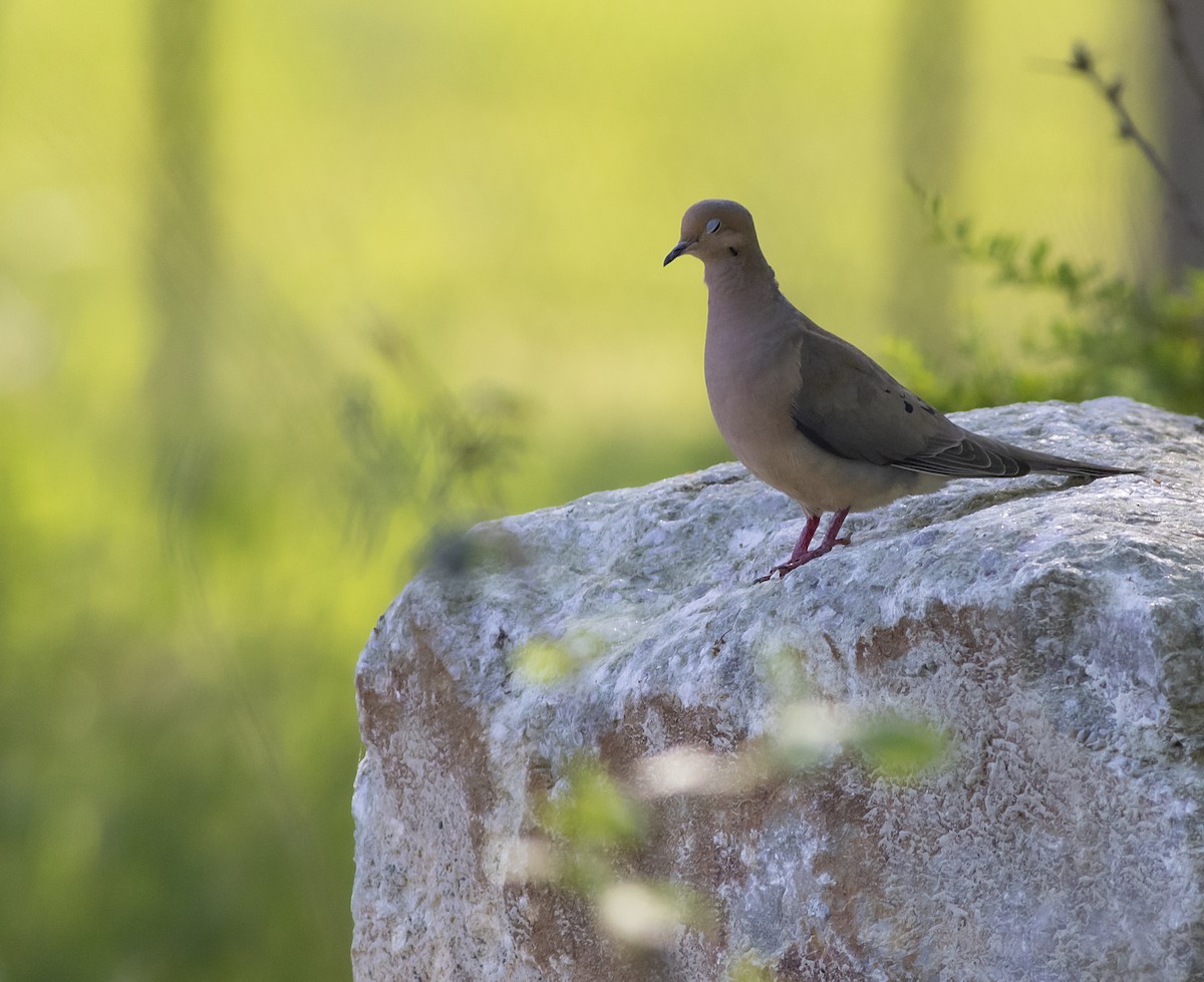 Mourning Dove - ML340288001