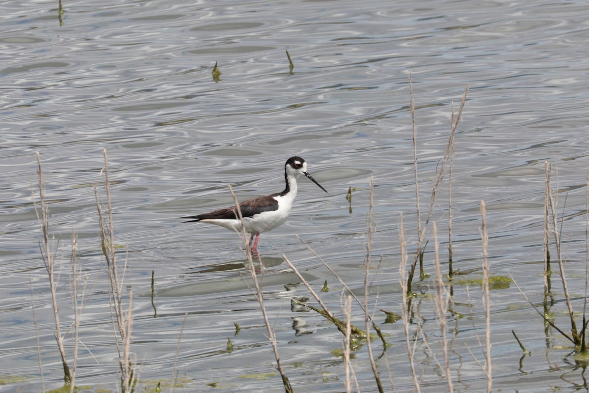 Black-necked Stilt - ML340288041