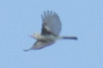 Blue-gray Gnatcatcher - David Brown