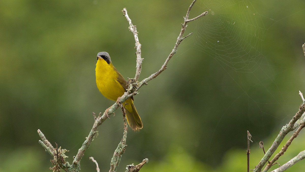 Southern Yellowthroat - ML340290201