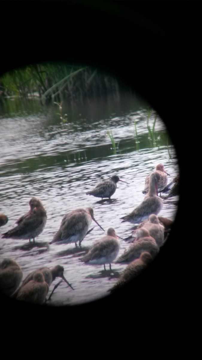 Spotted Redshank - ML34029091