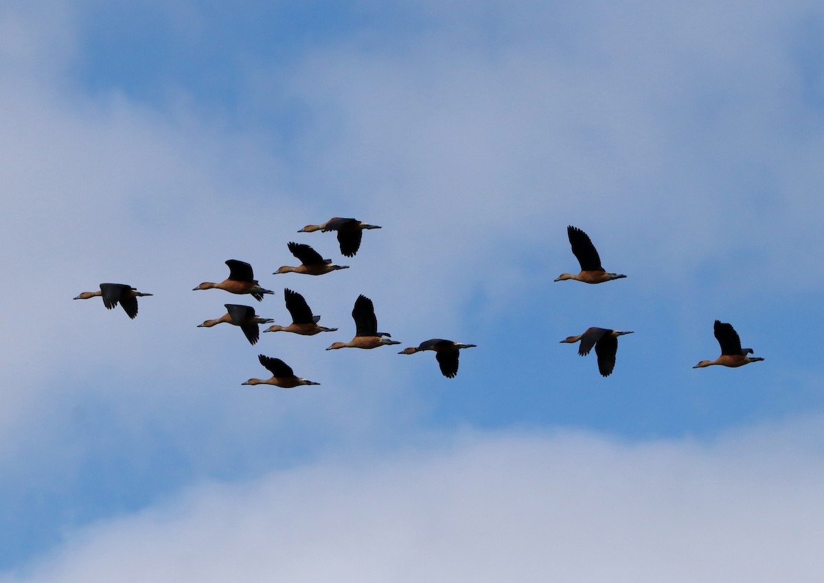 Fulvous Whistling-Duck - ML340291281