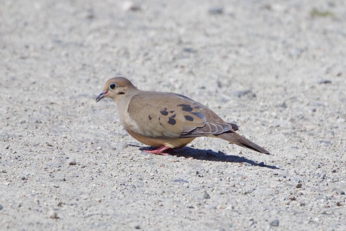 Mourning Dove - ML340292011