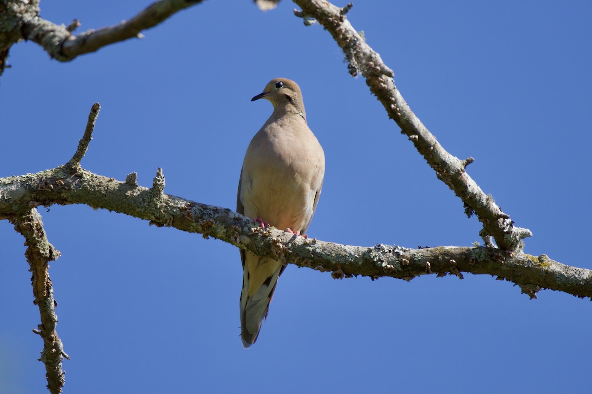 Mourning Dove - ML340292021