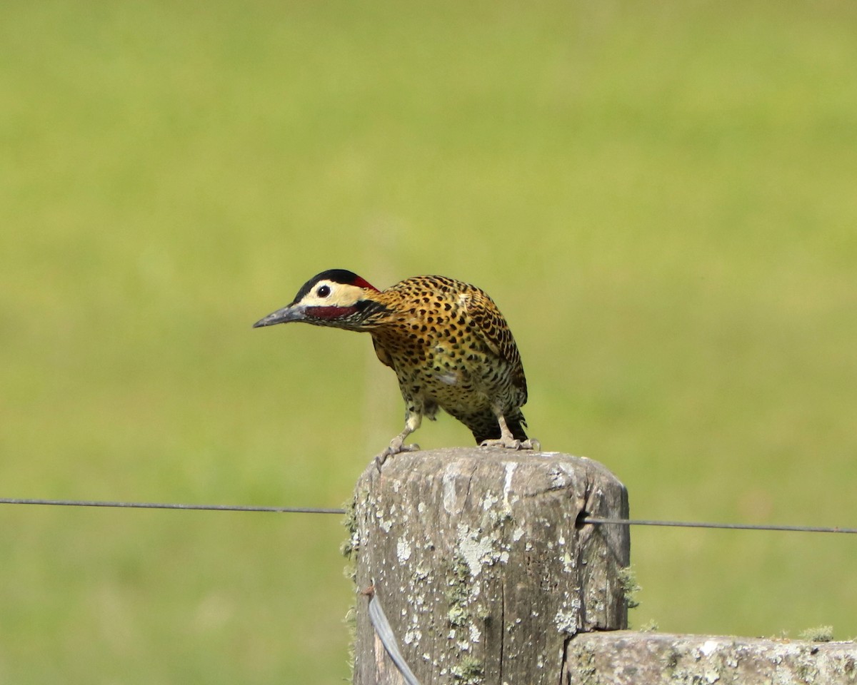 Green-barred Woodpecker - ML340292101
