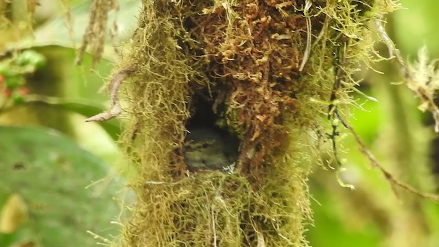 Mistletoe Tyrannulet - ML340292241