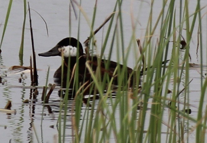 Ruddy Duck - ML340292381