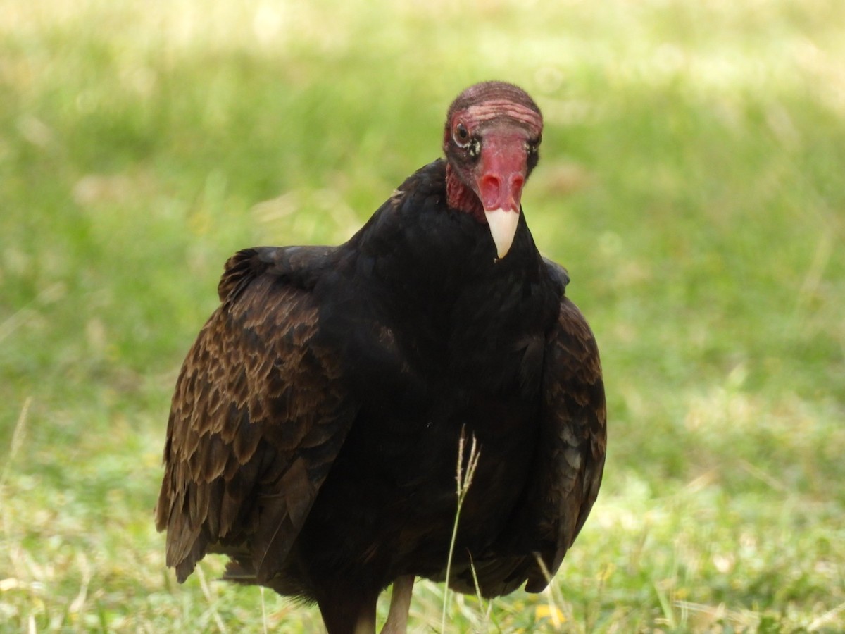 Turkey Vulture - ML340292461