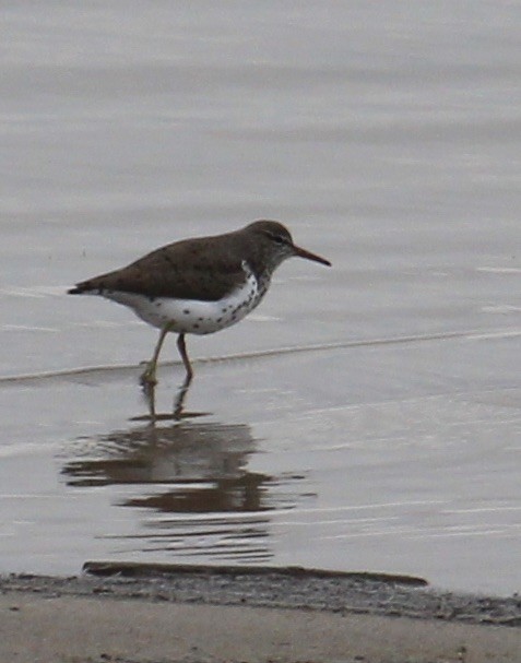 Spotted Sandpiper - ML340292721