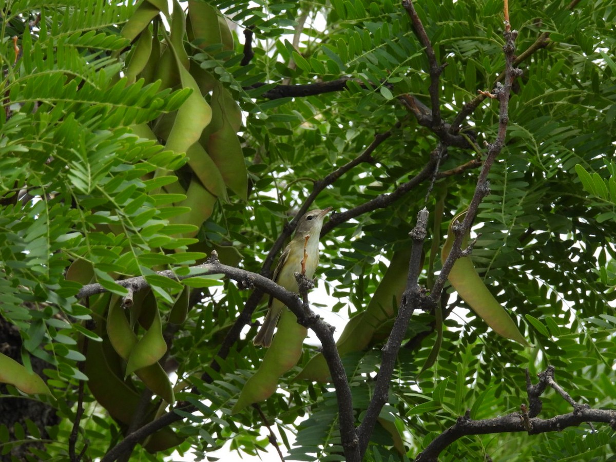 Bell's Vireo - ML340292911