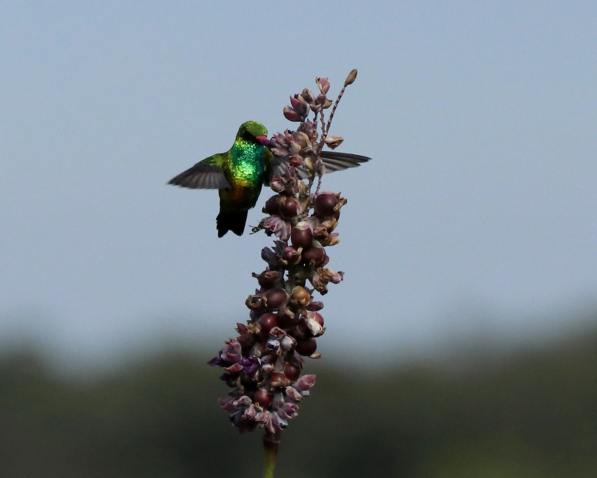 kolibřík lesklobřichý - ML340292991