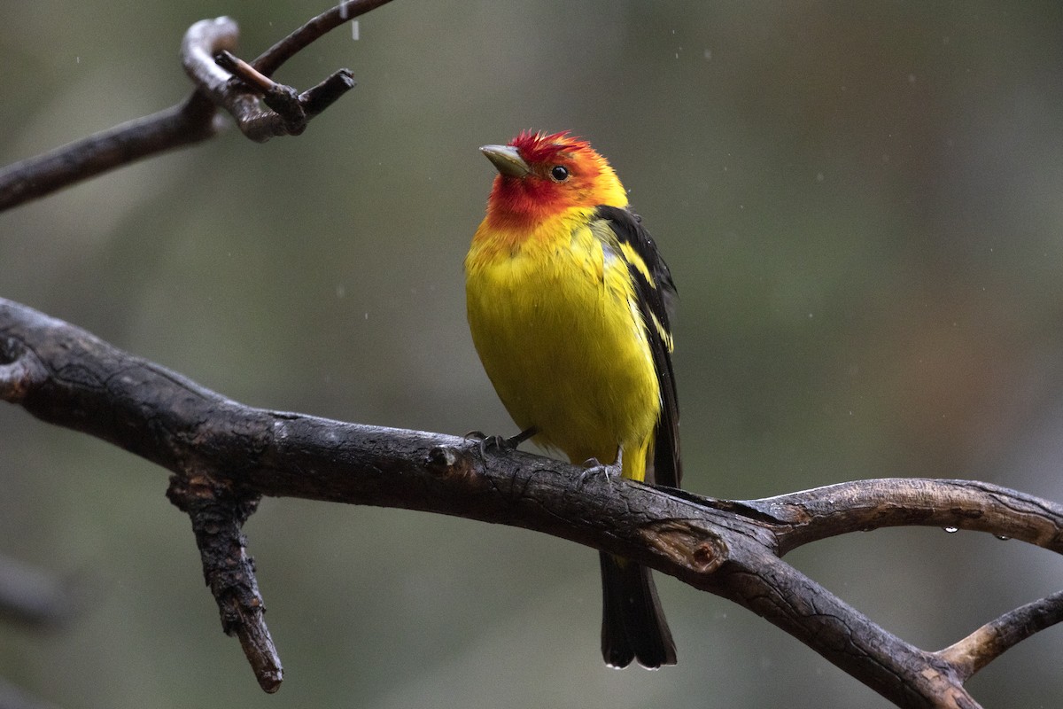 Western Tanager - Richard Bunn