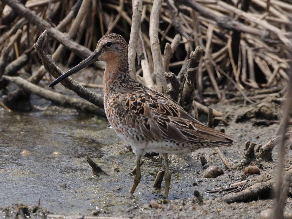 Short-billed Dowitcher - ML340293381