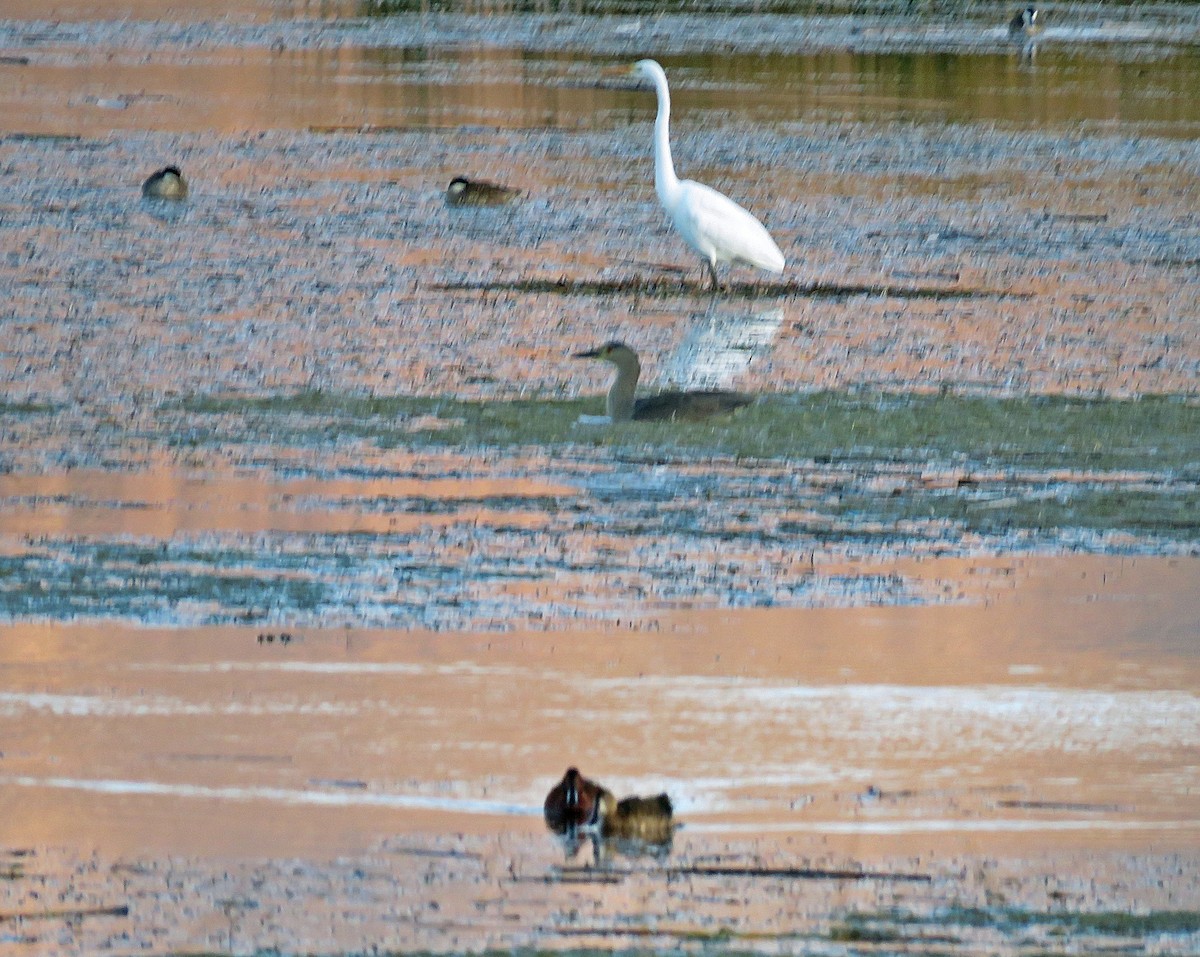 Titicaca Grebe - ML340296671