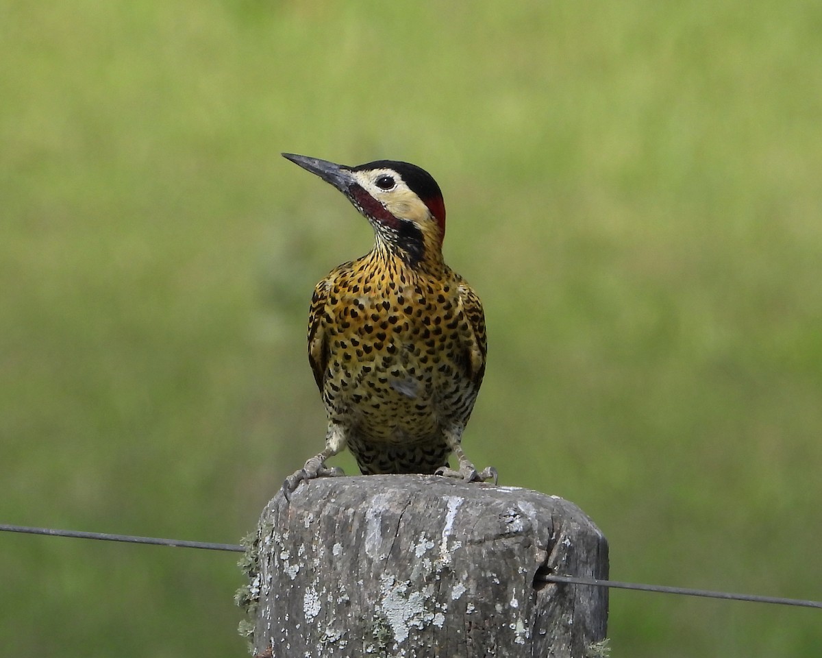 Green-barred Woodpecker - ML340296961