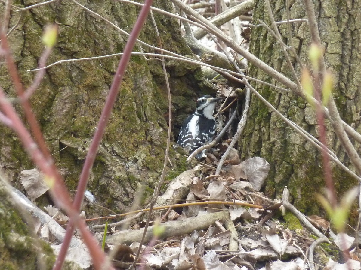 Hairy Woodpecker - ML340297681