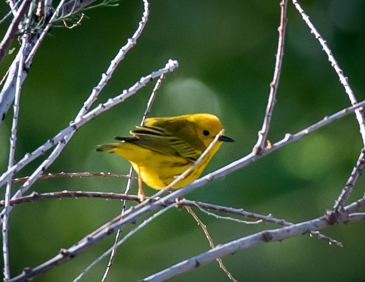 Yellow Warbler (Northern) - Thomas Brown