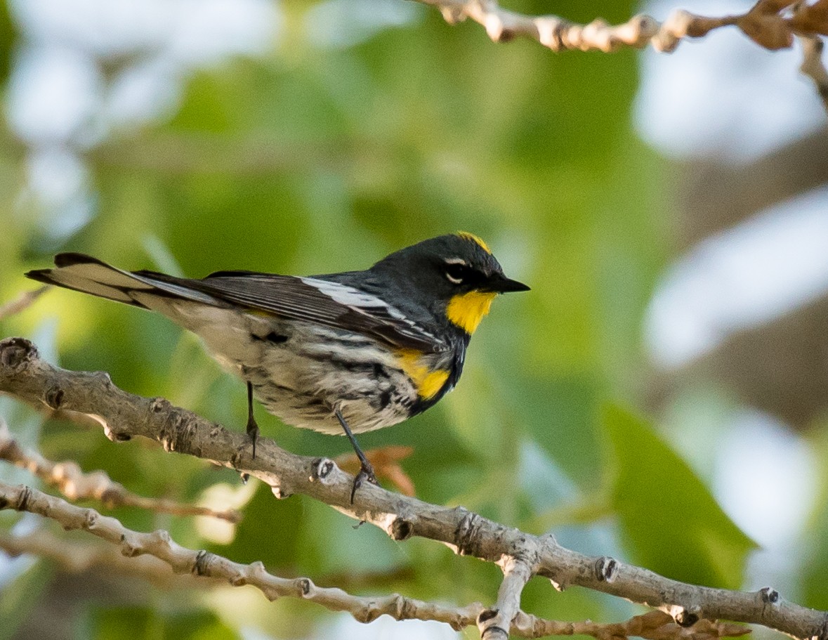 Yellow-rumped Warbler (Audubon's) - Thomas Brown