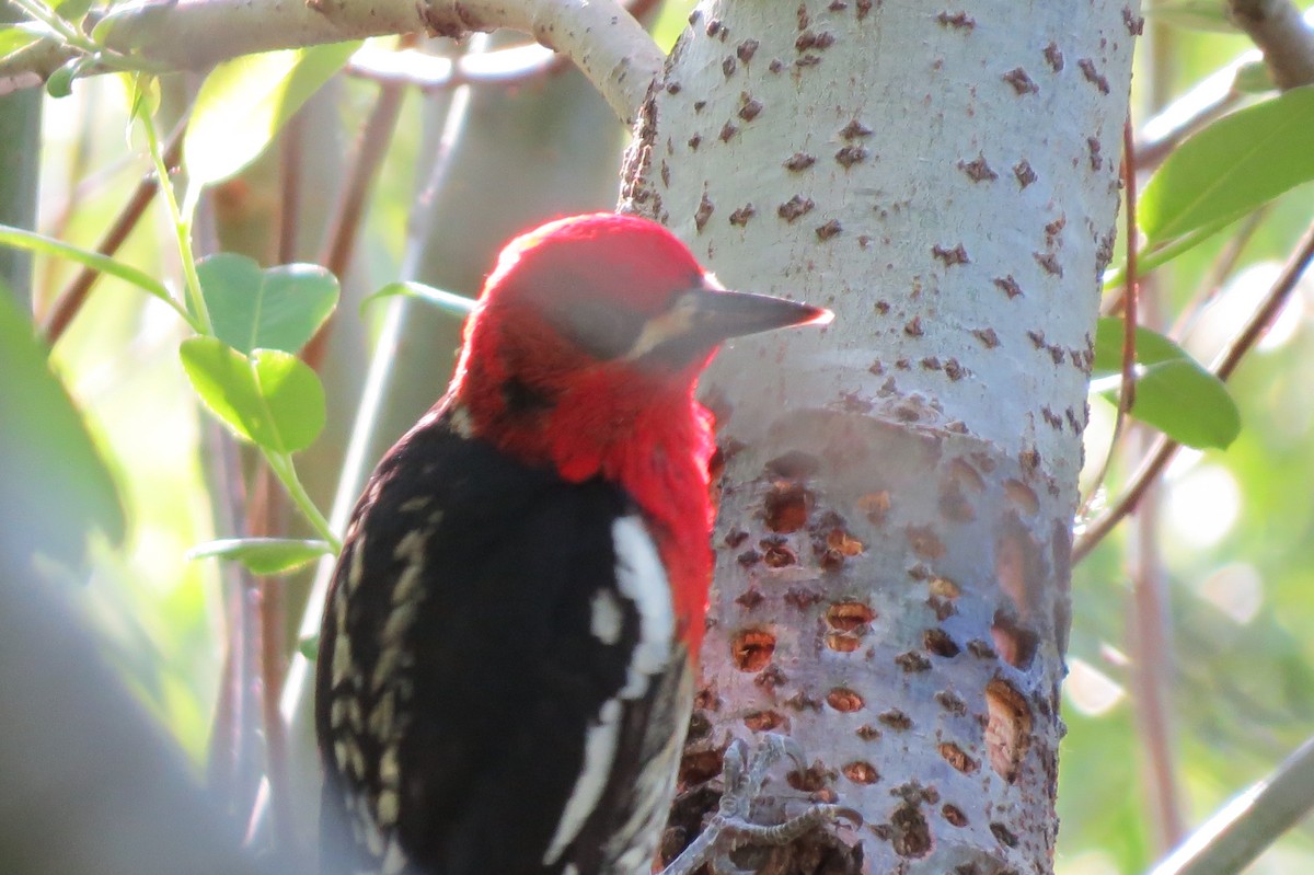 Red-breasted Sapsucker - Birdabel Birding