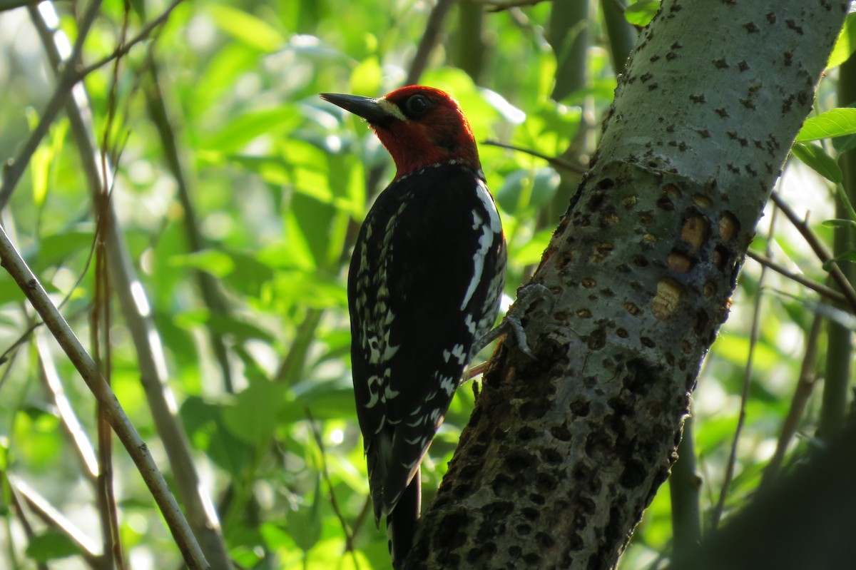 Red-breasted Sapsucker - Birdabel Birding