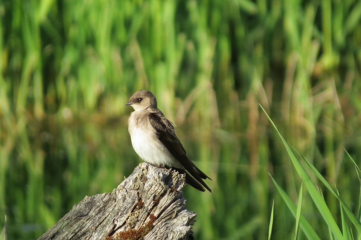 Northern Rough-winged Swallow - Birdabel Birding