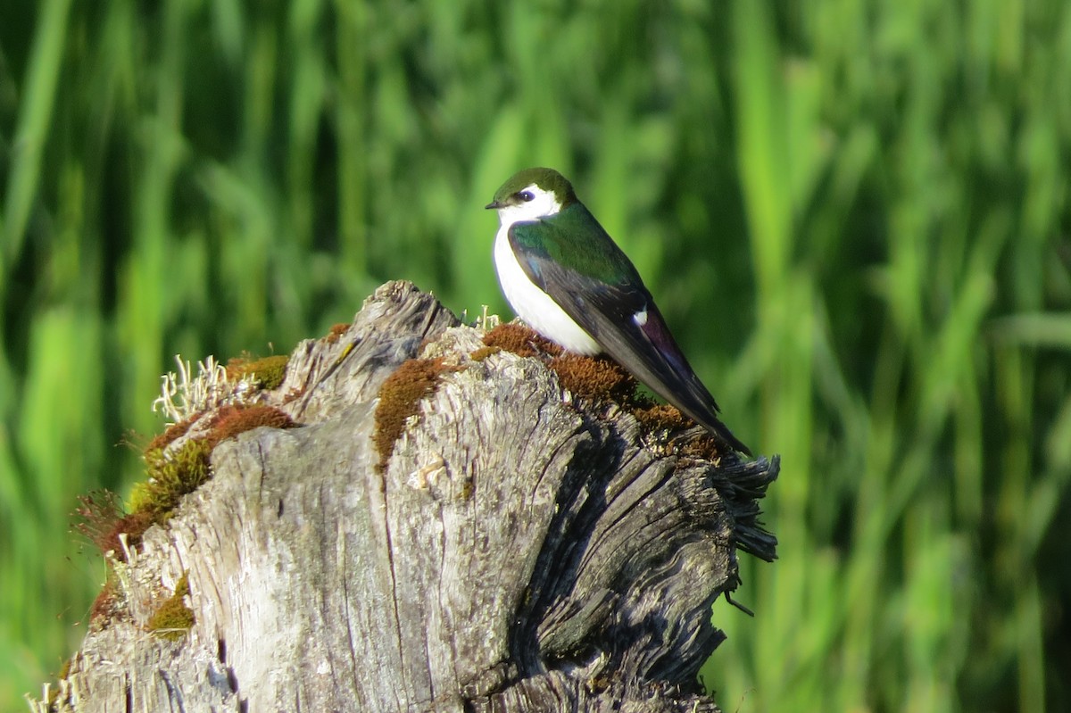 Golondrina Verdemar - ML340300241