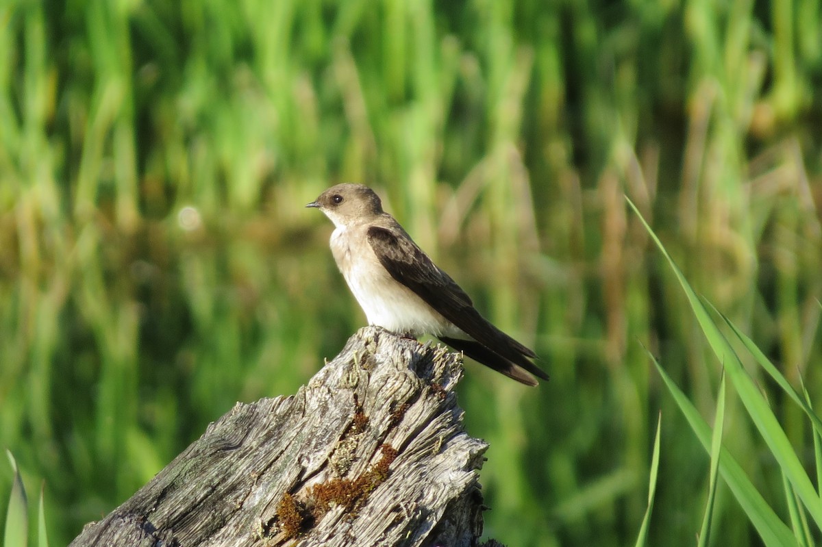 Northern Rough-winged Swallow - Birdabel Birding