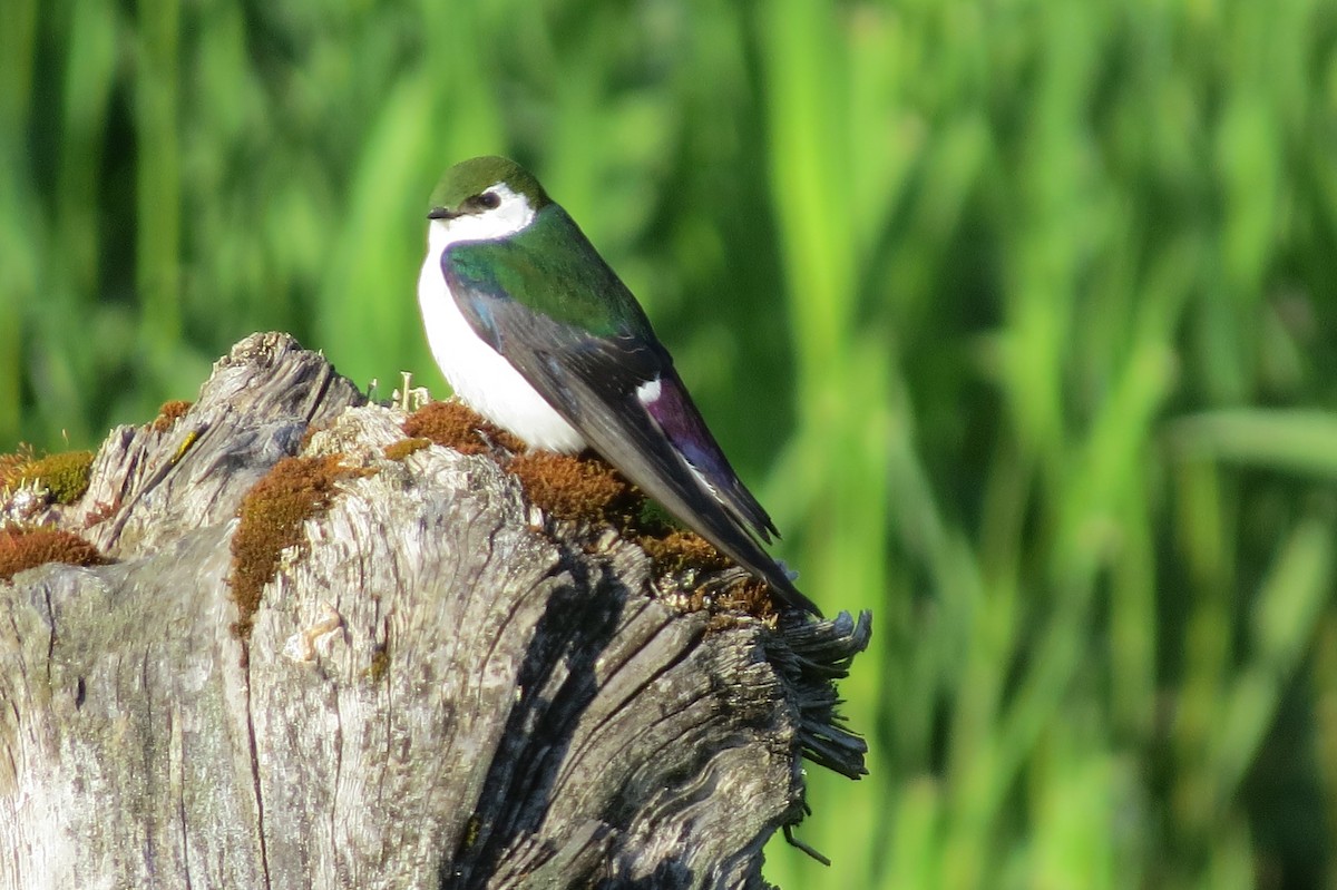 Violet-green Swallow - Birdabel Birding