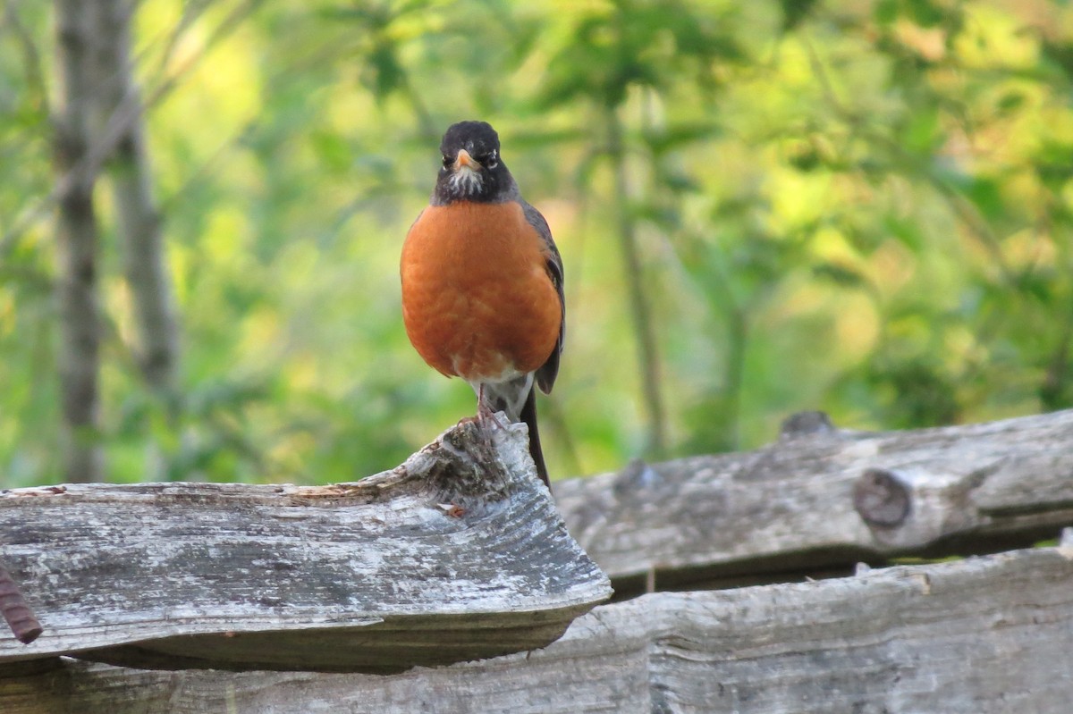 American Robin - Birdabel Birding