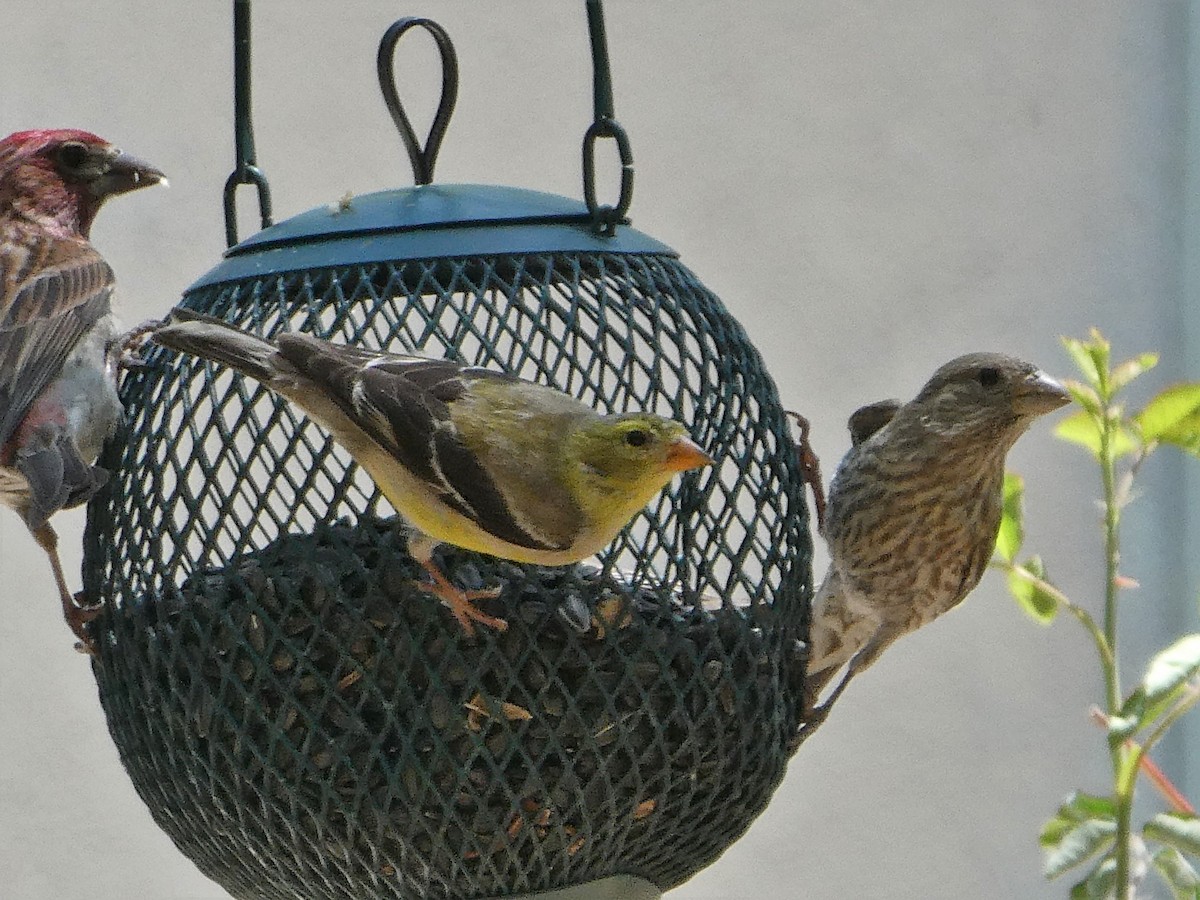 American Goldfinch - ML340300911