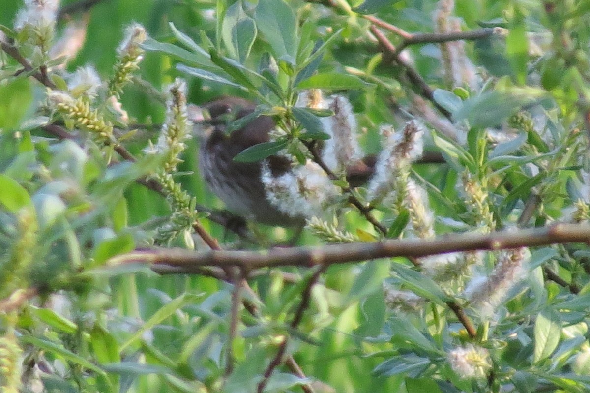 Song Sparrow - Birdabel Birding