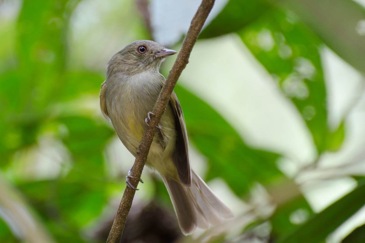 Serra do Mar Tyrant-Manakin - ML340301331