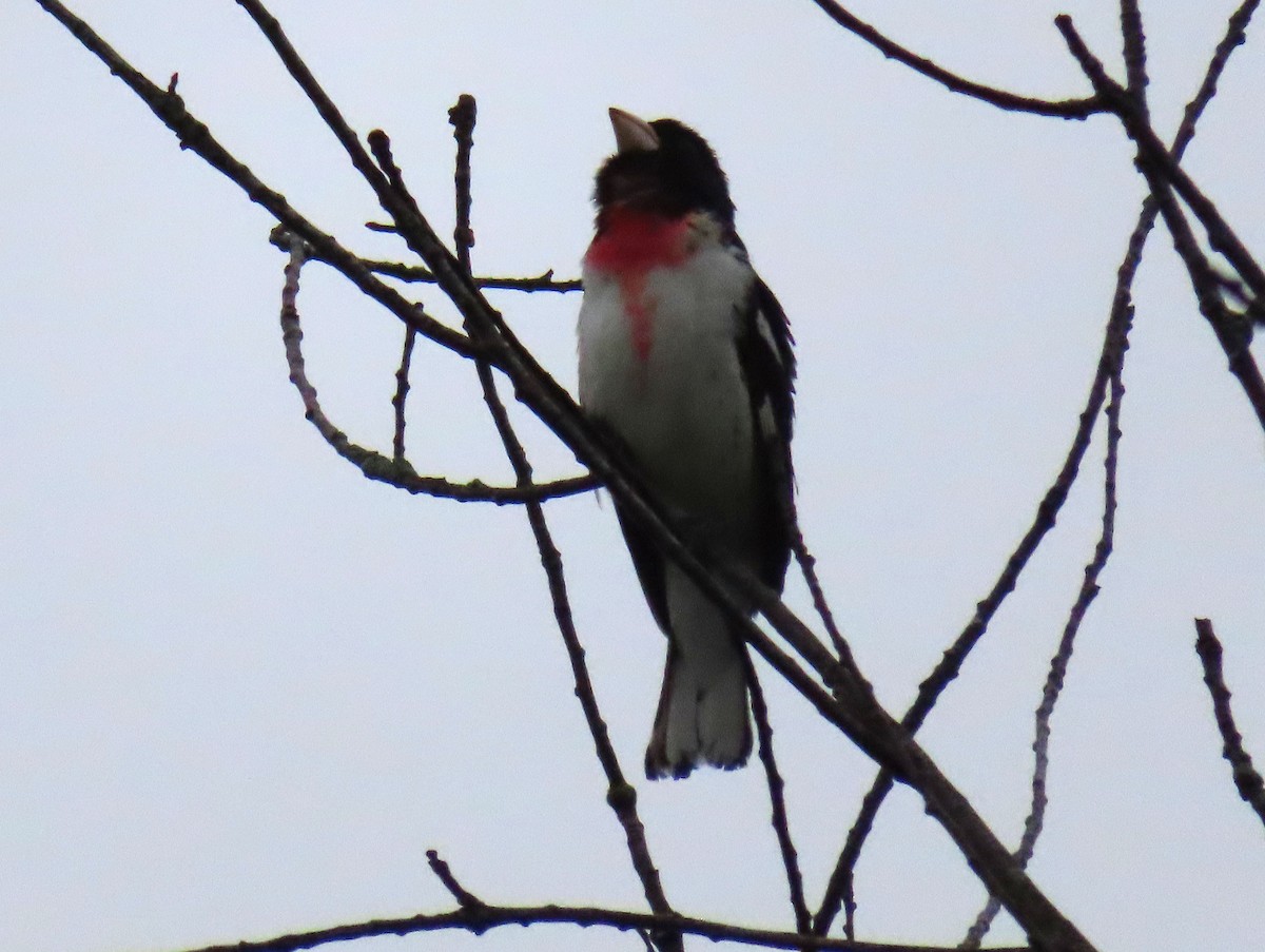 Rose-breasted Grosbeak - ML340301351