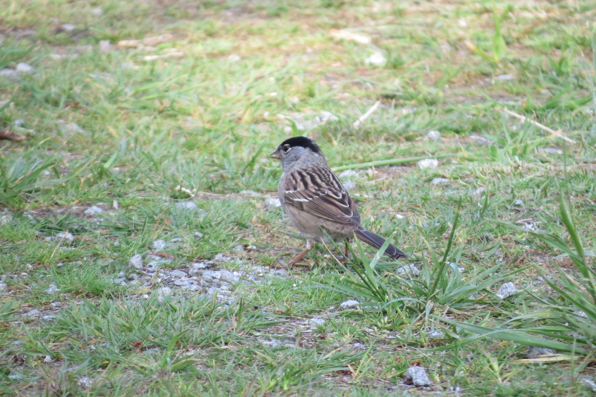 Golden-crowned Sparrow - Birdabel Birding