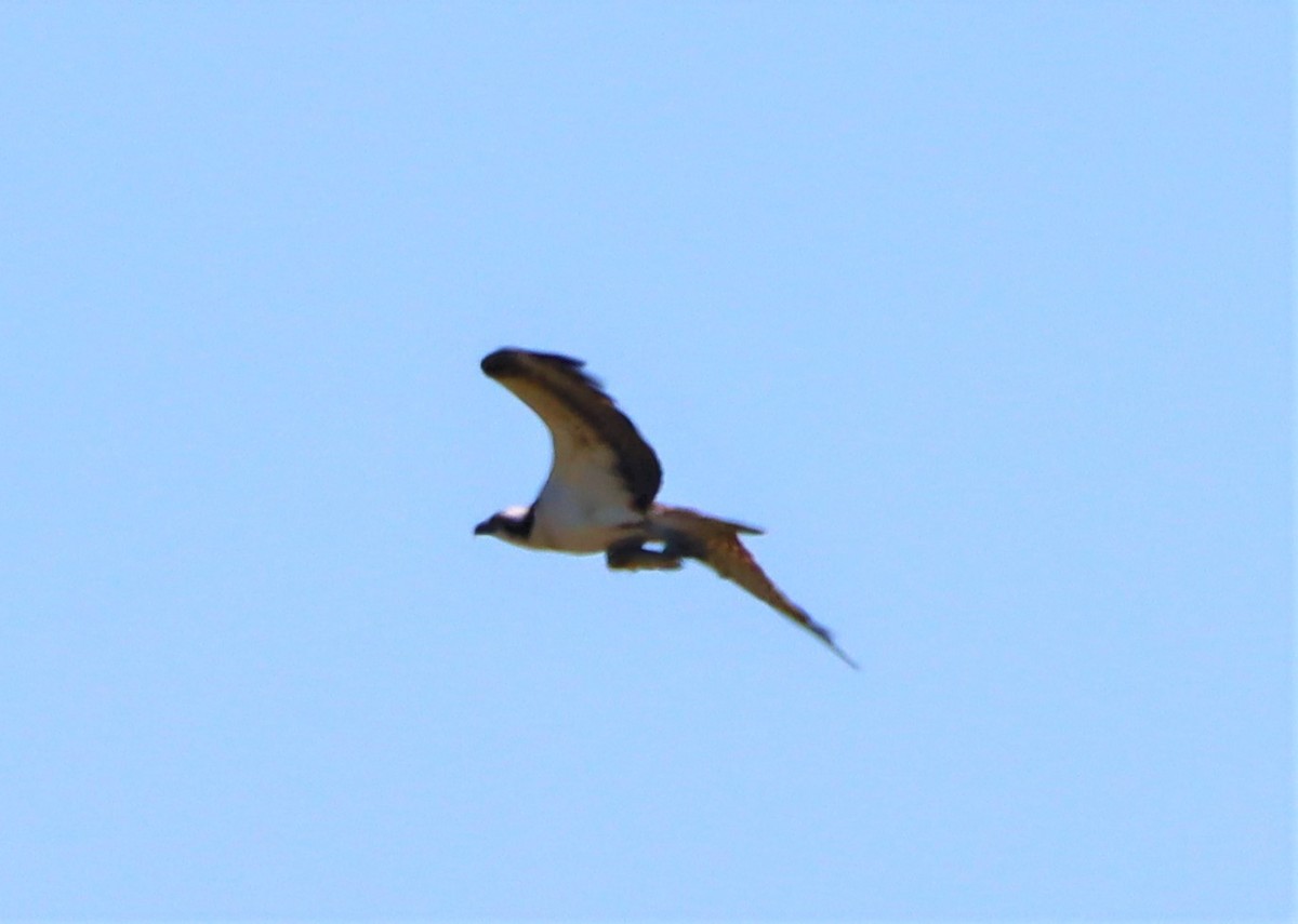 Balbuzard pêcheur - ML340301711