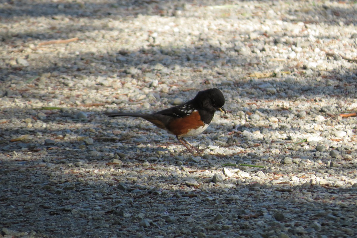 Spotted Towhee - Birdabel Birding